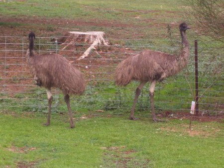 Cape Jervis Station - Accommodation Cairns 1