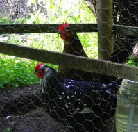 Norma's Place - Accommodation Cairns