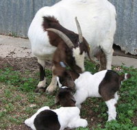 Redwing Shearer's Quarters - Accommodation Cairns