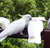 Lorikeet Lane BB - Accommodation Cairns