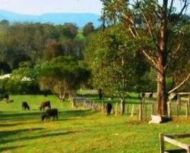 Giba Gunyah Country Cottages - Accommodation Cairns 1