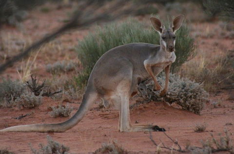 Pimpara Lake StationStay - Accommodation Cairns 1