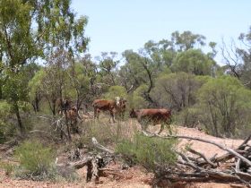 Aldville Station - Accommodation Cairns 2