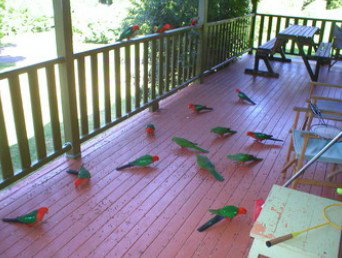 A Little Bit Of Heaven - Holiday Home - Accommodation Cairns 8