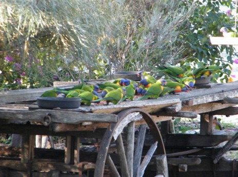 Barambah Bush Caravan Park - Accommodation Cairns 5