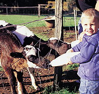 Pemberton Farm Chalets