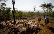 Kroombit Park At Lochenbar Station - Accommodation Cairns 1