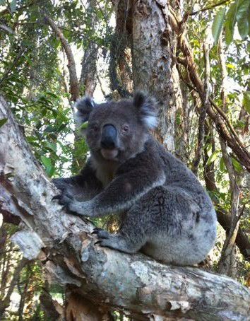 O'Carrollyns At One Mile Beach - Accommodation Cairns 0