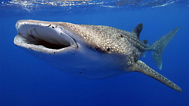 Exmouth Holiday Homes - Accommodation Cairns