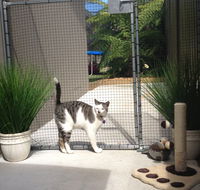 Caringbah Cat Hotel - Accommodation Cairns