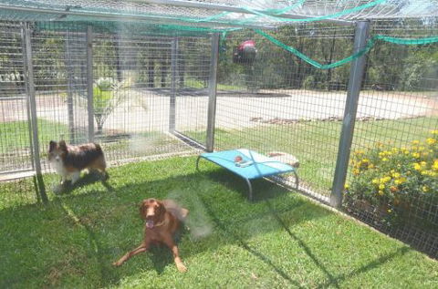 Wingham Pet Motel - Accommodation Cairns 1