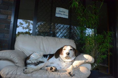 Wingham Pet Motel - Accommodation Cairns 3