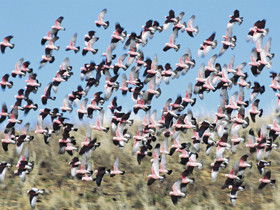 Copley Caravan & Cabin Park - Accommodation Cairns 0