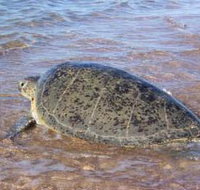 Mackerel Islands - Accommodation Cairns