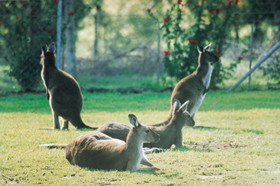 Tangkuinya - Accommodation Cairns 0