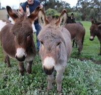 Donkey Tales Farm Cottages - Accommodation Cairns