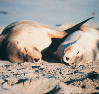 Island Beach Cabins - Accommodation Cairns