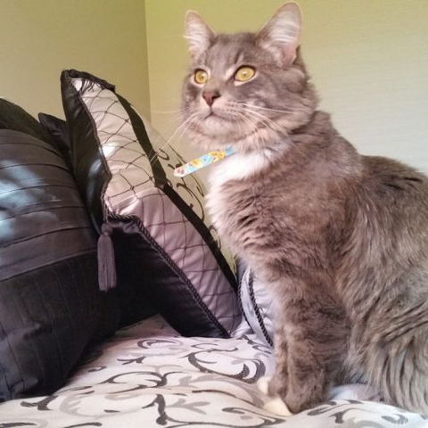 Cherry Blossum Residences - Lyndhurst - Accommodation Cairns 2