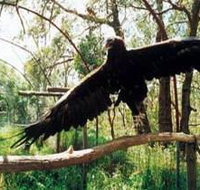 Curlew Hill Sanctuary - Accommodation Cairns