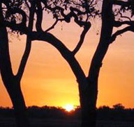 Coodardie Station Stay - Accommodation Cairns