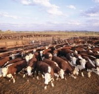 Bond Springs Outback Retreat - Accommodation Cairns