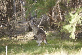 Yering Gorge Cottages By The Eastern Golf Club - Accommodation Cairns 6