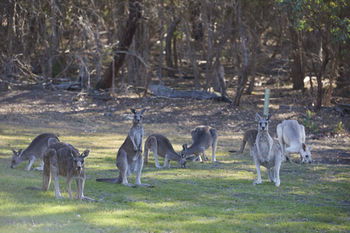 Yering Gorge Cottages By The Eastern Golf Club - Accommodation Cairns 12