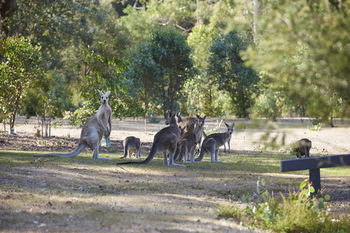 Yering Gorge Cottages By The Eastern Golf Club - Accommodation Cairns 13