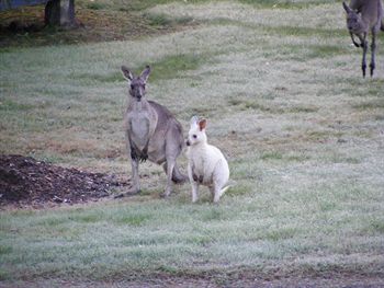 Yering Gorge Cottages By The Eastern Golf Club - Accommodation Cairns 1