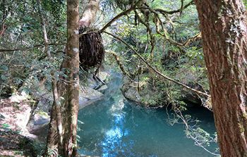 Barrington Wilderness Cedar Lodge Accommodation - Accommodation Cairns 8