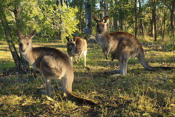 Eagleview Resort - Accommodation Cairns 56