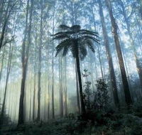 Tower Motel Marysville - Accommodation Cairns