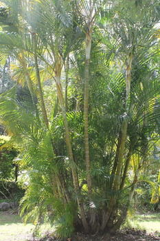 Buderim Fiesta Motel - Accommodation Cairns 18