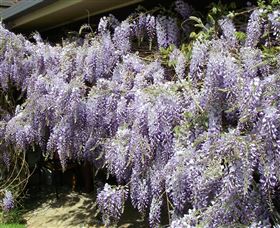 Elmshurst - Accommodation Cairns 1