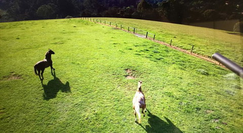 Farm Accommodation - Accommodation Cairns 8