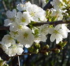 Coolah Caravan Park - Accommodation Cairns