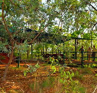 Arnhemland Barramundi Nature Lodge - Accommodation Cairns