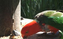 Jervis Bay Cabins And Hidden Creek Real Camping - Accommodation Cairns 3