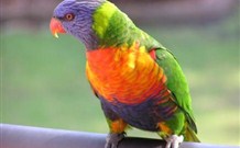 Merry Beach Caravan Resort - Accommodation Cairns 4