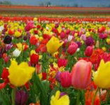 Golfview Lodge - Accommodation Cairns