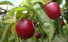 Ralda's Cottage - Accommodation Cairns 2