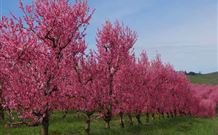 Ralda's Cottage - Accommodation Cairns 1