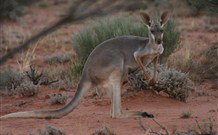 Stony Creek Farm B And B - Accommodation Cairns 1