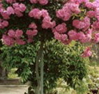 Eden Bed and Breakfast - Accommodation Cairns