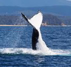 Snug Cove Bed and Breakfast - Accommodation Cairns