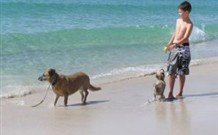 A Paradise Bungalow Waterfront - Accommodation Cairns 0
