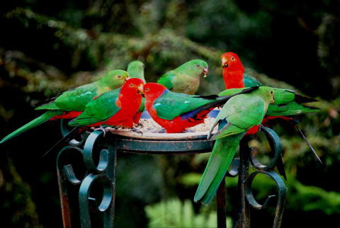 Huntington Cottage - Accommodation Cairns 8