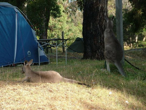 Grampians Paradise Camping And Caravan Parkland - Accommodation Cairns 8