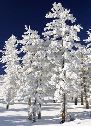 Mt Buller Apartment Management Services - Accommodation Cairns