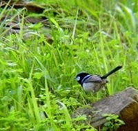 Morialta Bed And Breakfast - Accommodation Cairns